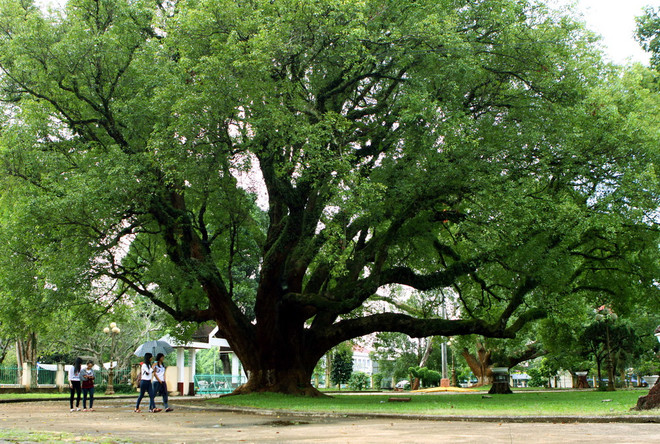 Đắk Lắk: Hai cây long não tại biệt điện Bảo Đại là cây di sản ảnh 1