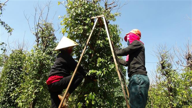 Giá tiêu đầu năm tăng gần gấp đôi, nông dân Bình Phước phấn khởi ảnh 1