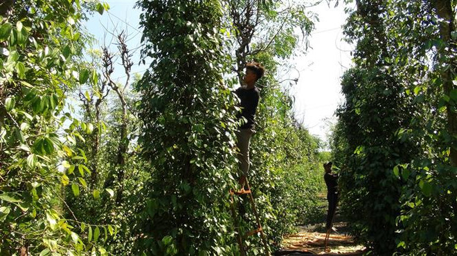 Giá tiêu đầu năm tăng gần gấp đôi, nông dân Bình Phước phấn khởi ảnh 2