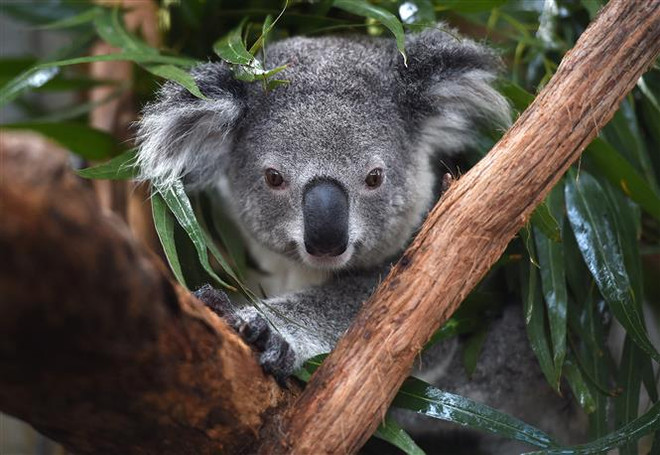 Australia liệt gấu koala vào danh sách có nguy cơ tuyệt chủng ảnh 1