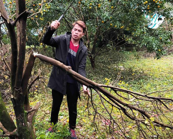 Người trồng quýt đặc sản ở tỉnh Cao Bằng lao đao vì cây chết ảnh 1