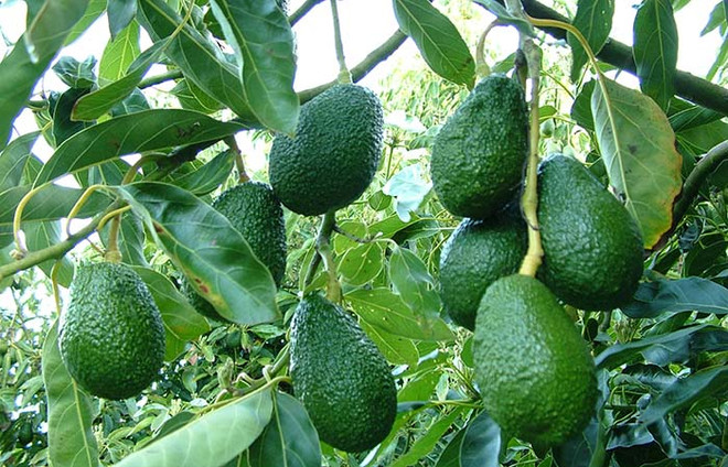 Hiện thực hóa ý tưởng biến bã mía thành nhiều sản phẩm hữu ích ảnh 2