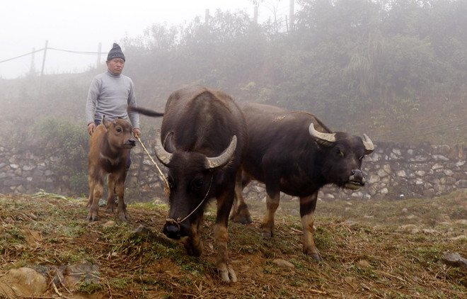Rét đậm ảnh hưởng đến cuộc sống của người dân tại Cao Bằng ảnh 1