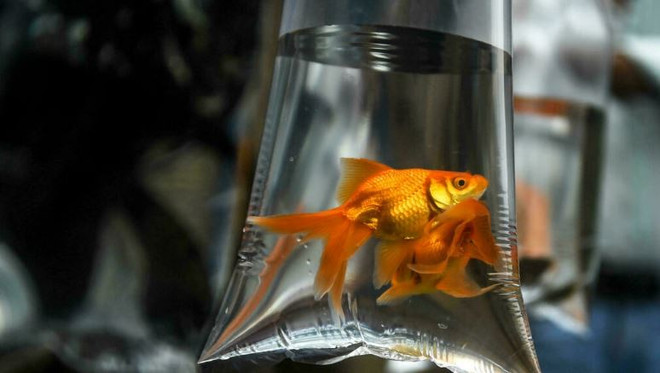 Dù trí nhớ kém nhưng cá vàng lại có một biệt tài khó tin ảnh 1
