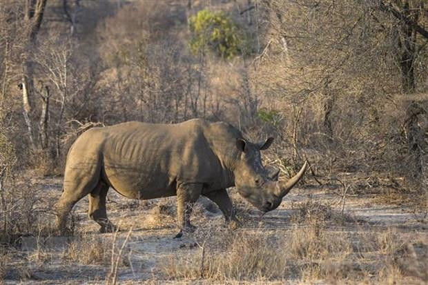 LHQ đưa công nghệ mới vào quản lý buôn bán động vật hoang dã ảnh 1