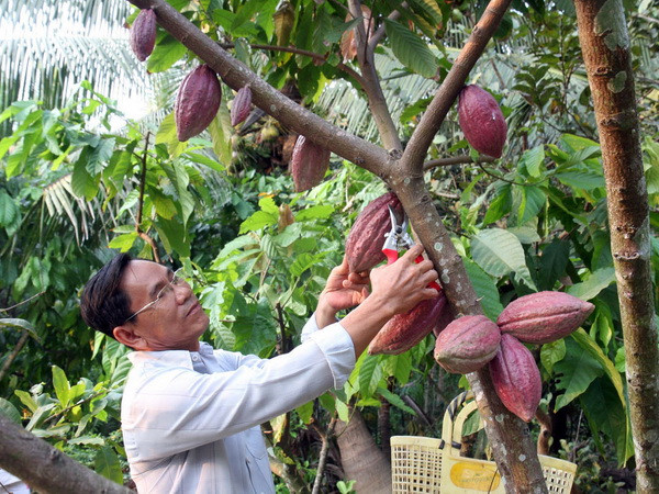 Gỡ khó cho việc phát triển cây cacao ở Đồng bằng sông Cửu Long ảnh 1