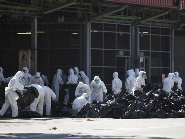 Hong Kong tiêu hủy 4.500 gia cầm do lo ngại virus cúm H7N9 ảnh 1