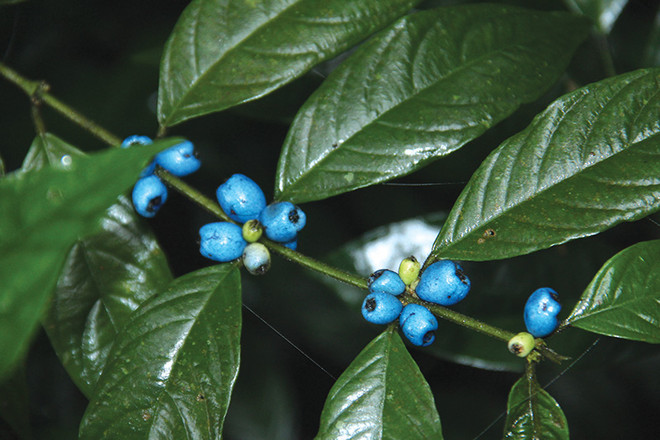 Theo dấu chân đi tìm trầm giữa đại ngàn rừng Trường Sơn ảnh 12