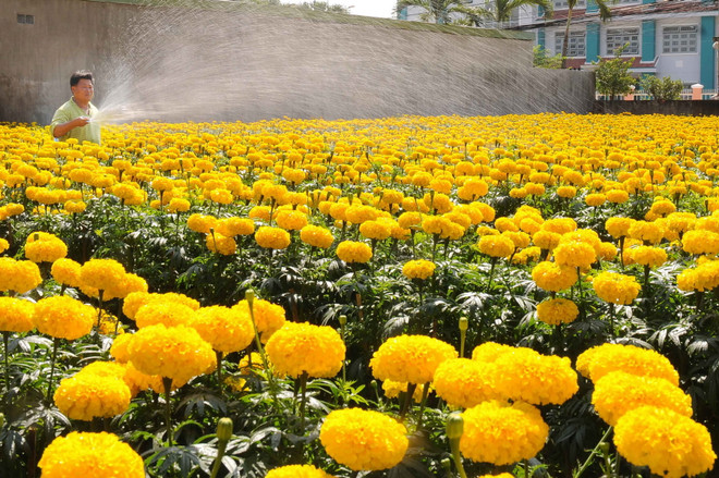 Làng hoa cảnh lớn nhất Cần Thơ chuẩn bị hàng phục vụ Tết ảnh 1