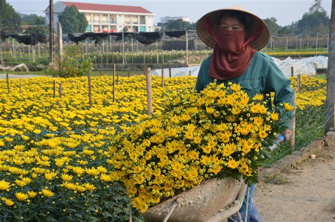 Giá ngày một tăng cao, người trồng hoa Nam Định trúng lớn ảnh 1