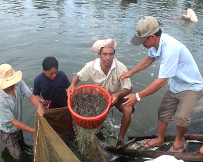 Cà Mau phấn đấu đạt 1,3 tỷ USD kim ngạch xuất khẩu thủy sản ảnh 1