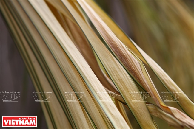 [Photo] Duyên dáng với nón lá của làng nghề truyền thống Ngọc Mỹ ảnh 2