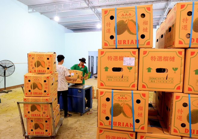Đóng thùng sầu riêng xuất khẩu đi Trung Quốc. (Ảnh: Hồng Đạt/TTXVN) ttxvn-sau rieng.jpg