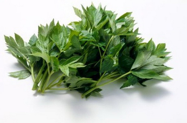 Nhật Bản: Loài thảo dược Ashitaba có chứa tinh chất chống lão hóa ảnh 1