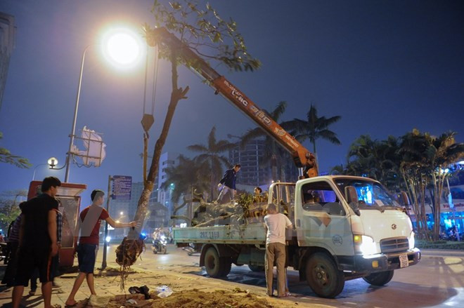 Hà Nội sẽ công khai việc xử lý trách nhiệm vụ thay thế cây xanh ảnh 1