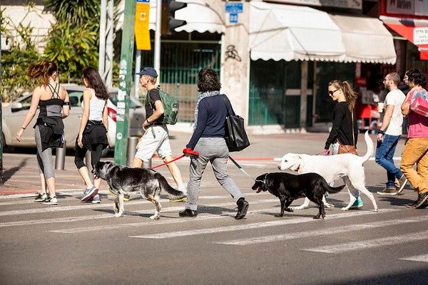 Israel có dịch vụ kỹ thuật số chăm sóc chó đầu tiên trên thế giới ảnh 3