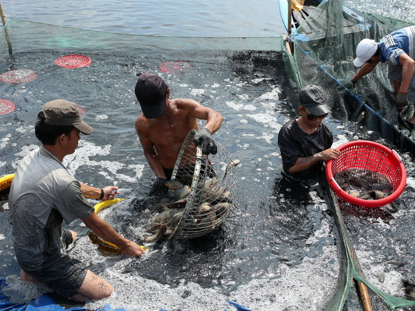 Tổ chức lại sản xuất thủy sản để nâng giá trị, phát triển bền vững ảnh 1
