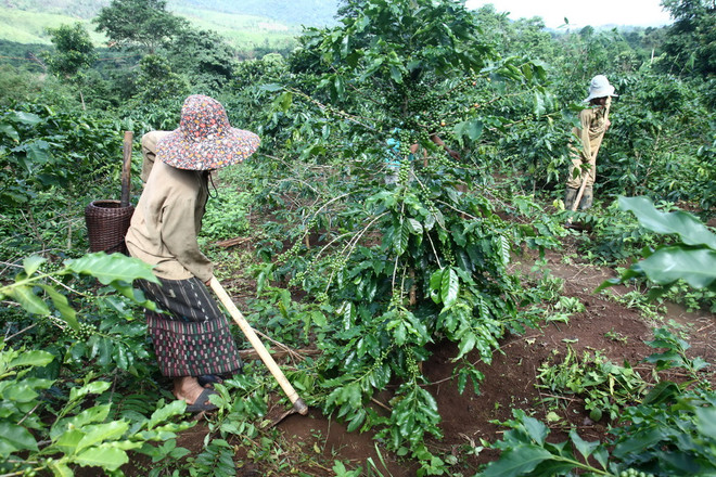 Kon Tum: Sông Pôkô bị ô nhiễm nặng ảnh hưởng sản xuất ảnh 1