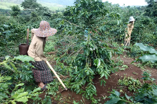 Kon Tum: Sông Pôkô bị ô nhiễm nặng ảnh hưởng sản xuất ảnh 1