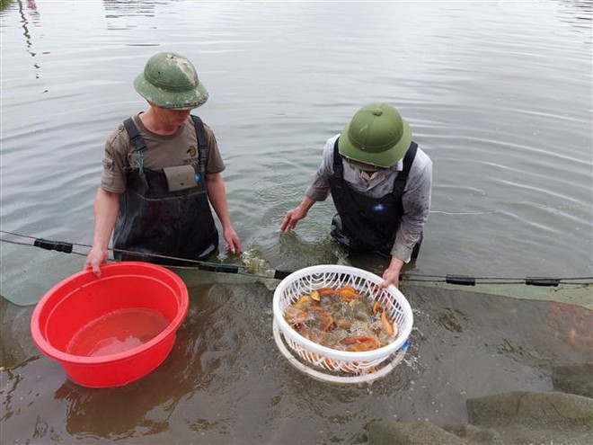 “Thủ phủ” cá Chép đỏ lớn nhất xứ Thanh hối hả vào vụ thu hoạch ảnh 2