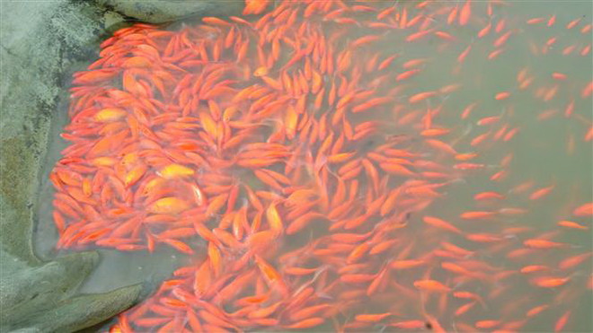 “Thủ phủ” cá Chép đỏ lớn nhất xứ Thanh hối hả vào vụ thu hoạch ảnh 3