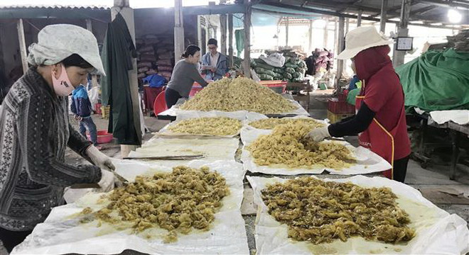 Làng nghề mứt gừng Mỹ Chánh nhộn nhịp vào vụ đón Tết Nguyên đán ảnh 1