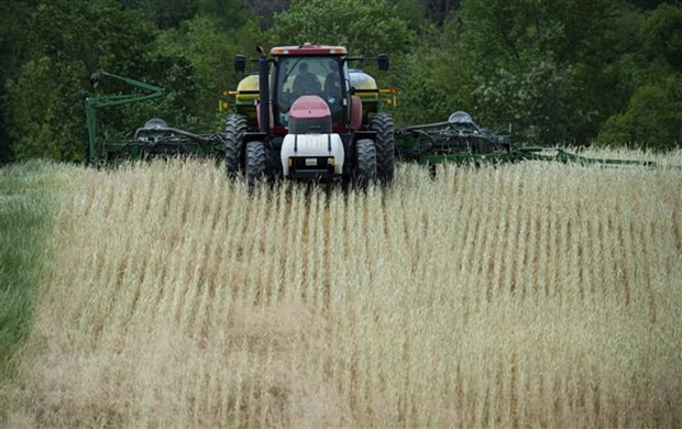 Giá gạo 5% tấm xuất khẩu của Việt Nam ở mức đỉnh của 15 năm ảnh 2