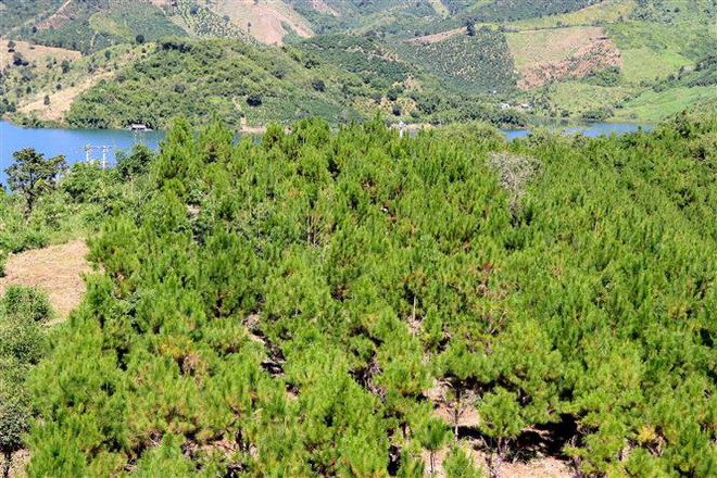 Công tác quản lý, bảo vệ rừng tại Đắk Nông vẫn còn nhiều khó khăn ảnh 1