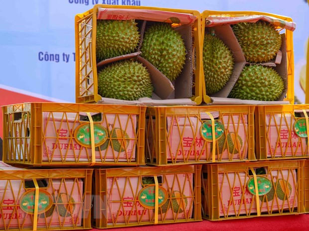 Lô sầu riêng đầu tiên của thành phố Cần Thơ được xuất khẩu sang Trung Quốc ngày 17/3. (Ảnh: Thanh Liêm/TTXVN) Kết nối giao thương nông lâm thủy sản Việt Nam-Trung Quốc qua Vân Nam ảnh 2