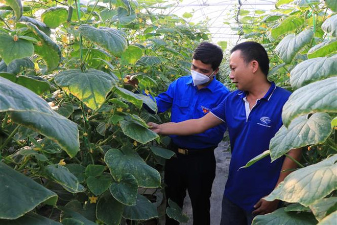 Nông nghiệp xanh - Dấu chân hợp tác xã trên hành trình xanh ảnh 1