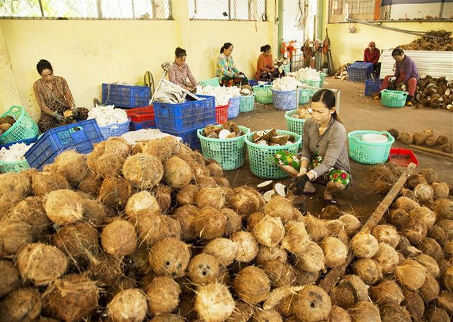 Nông nghiệp xanh - Dấu chân hợp tác xã trên hành trình xanh ảnh 3