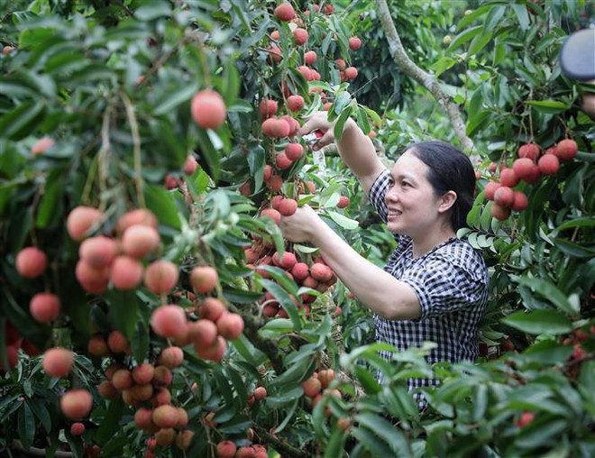 Nông nghiệp xanh - Dấu chân hợp tác xã trên hành trình xanh ảnh 2