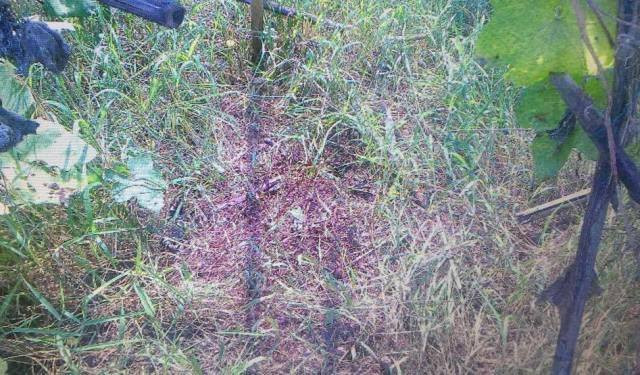 Hà Nội: Rút dao chém người rồi uống thuốc diệt cỏ tự tử ảnh 1