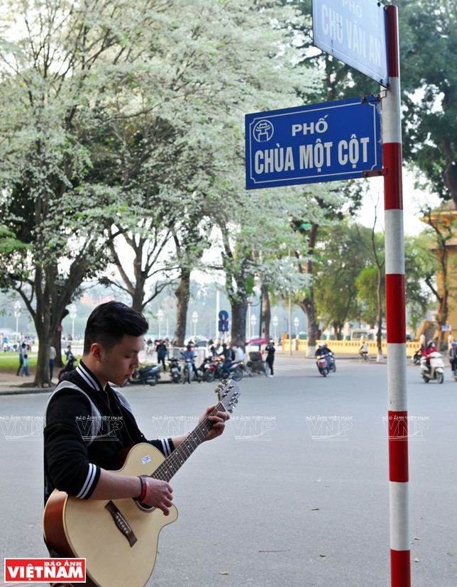 Hà Nội đẹp ngỡ ngàng bởi vẻ đẹp tinh khôi của hoa sưa ảnh 5