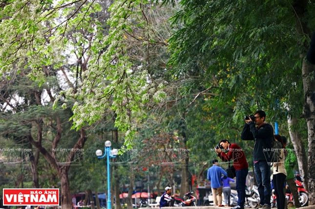 Hà Nội đẹp ngỡ ngàng bởi vẻ đẹp tinh khôi của hoa sưa ảnh 10
