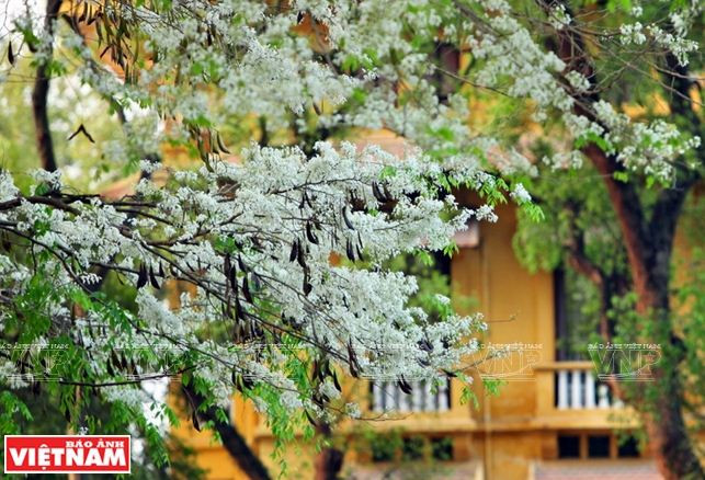 Hà Nội đẹp ngỡ ngàng bởi vẻ đẹp tinh khôi của hoa sưa ảnh 1