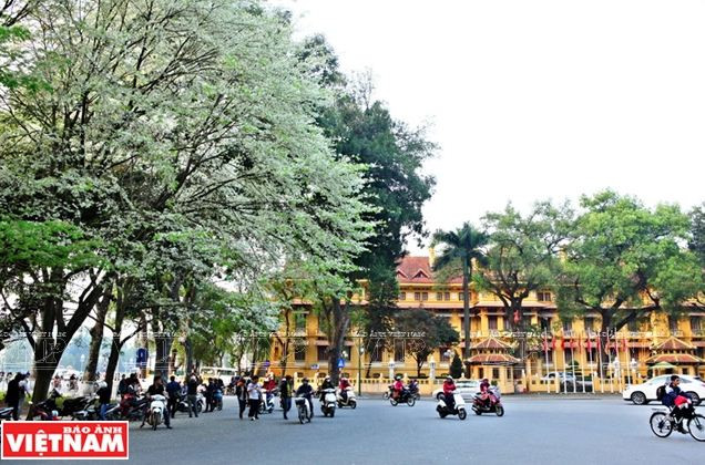 Hà Nội đẹp ngỡ ngàng bởi vẻ đẹp tinh khôi của hoa sưa ảnh 2