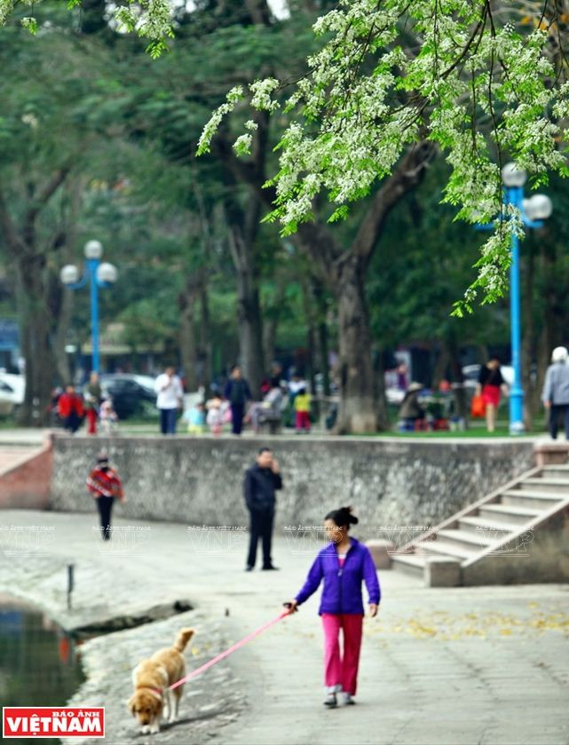 Hà Nội đẹp ngỡ ngàng bởi vẻ đẹp tinh khôi của hoa sưa ảnh 11