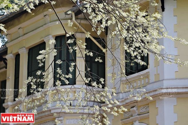 Hà Nội đẹp ngỡ ngàng bởi vẻ đẹp tinh khôi của hoa sưa ảnh 8