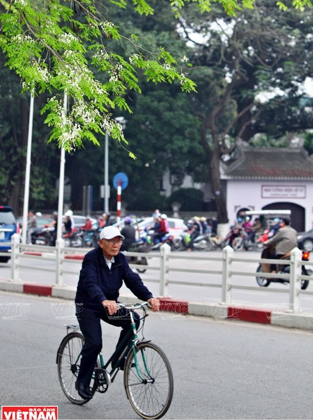 Hà Nội đẹp ngỡ ngàng bởi vẻ đẹp tinh khôi của hoa sưa ảnh 4