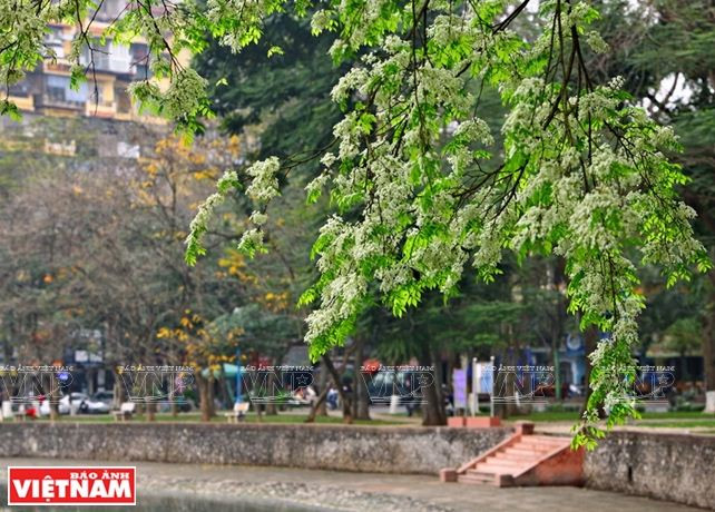 Hà Nội đẹp ngỡ ngàng bởi vẻ đẹp tinh khôi của hoa sưa ảnh 7