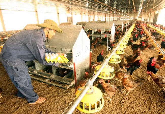 Cơ bản khống chế dịch bệnh gia súc, gia cầm trên cả nước ảnh 1