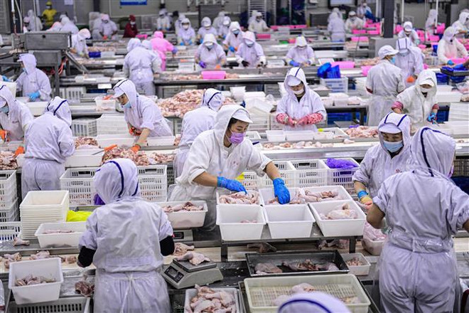 Công nhân làm việc tại một nhà máy chế biến thịt và gia cầm tại tỉnh Liêu Ninh, Trung Quốc. (Ảnh: AFP/TTXVN) Fitch Ratings hạ dự báo tăng trưởng của kinh tế Trung Quốc ảnh 1