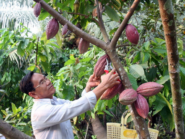 Thị trường cacao thế giới đối mặt khủng hoảng nguồn cung ảnh 1
