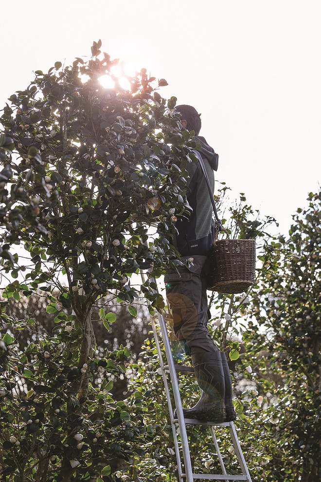 Việc thu hoạch diễn ra khi sương đã tan hết. Đến làng Gaujacq thăm thủ phủ hoa trà của thương hiệu Chanel ảnh 9