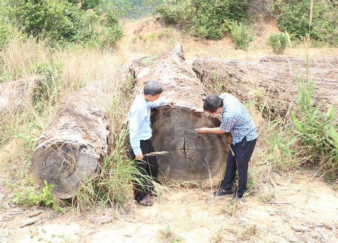 Nhiều lóng gỗ lớn nằm phơi nắng, mưa nhiều năm qua. (Ảnh: Cao Nguyên/TTXVN) Kon Tum: Gần 80m3 gỗ tang vật sắp thành phế liệu trong khi chờ xử lý ảnh 1