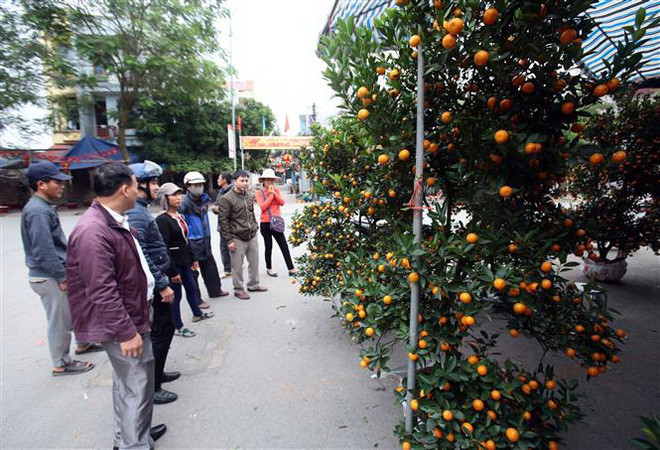 Người dân tham quan và mua cây quất cảnh chuẩn bị cho Tết. (Ảnh: Phạm Kiên/TTXVN) Những phong tục tập quán trong ngày Tết cổ truyền ở Việt Nam ảnh 2