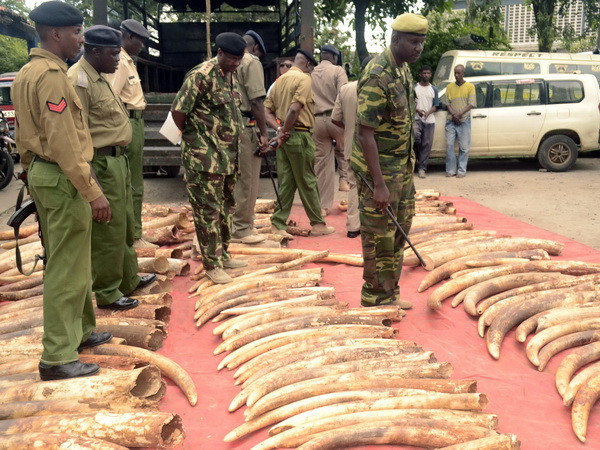 Châu Phi vượt châu Á về số vụ bắt giữ vận chuyển lậu ngà voi ảnh 1