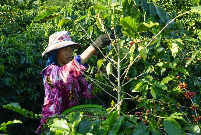 Dịch vụ mới giúp công ty coca, càphê tránh vi phạm luật mới của EU ảnh 1