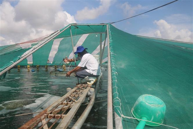 Ngành tôm phấn đấu đạt kim ngạch xuất khẩu trên 4,3 tỷ USD trong 2023 ảnh 2